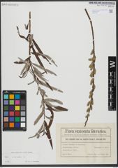 Foto von Salix viminalis L.